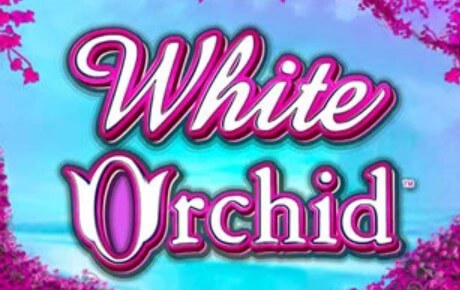 Machine à sous White Orchid Machine a sous White Orchid
